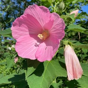 Meet your Posher, Ra